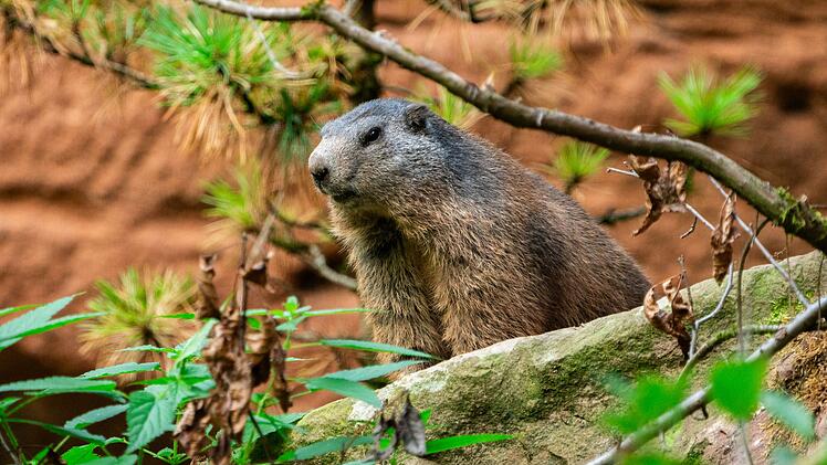 N&uuml;rnberg: "Tierische Wohngemeinschaft" im Tiergarten hat neue Mitbewohner - bald im Winterschlaf