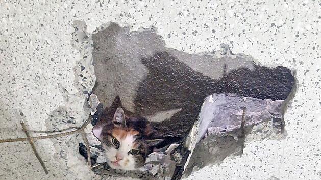 Feuerwehr rettet Katze