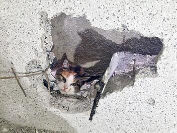 Feuerwehr rettet Katze