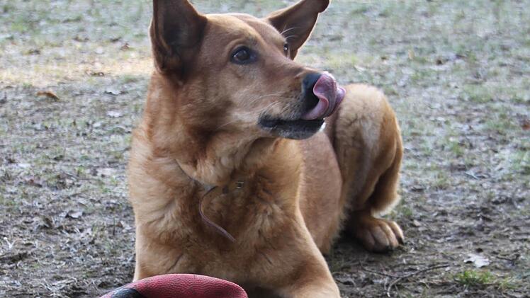 Ein solcher Schäferhund-Mischling verursachte den tragischen Unglücksfall in Streitberg. Foto: privat