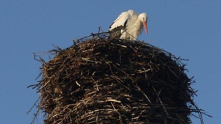 Der Horst auf dem Schlot der Brauerei Schleicher in Kaltenbrunn im Itzgrund hat am Montag  zum ersten Mal in diesem Jahr Besuch von einem Storch bekommen. - Foto: Berthold Köhler