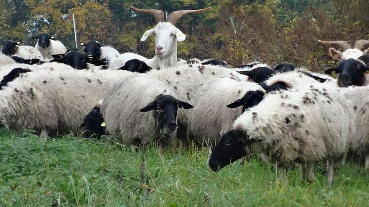 Die Herde der Weidegemeinschaft zog über den Berg ins Tal.