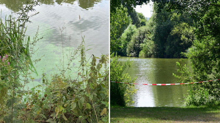 Blaualgenschlieren im Ortswiesensee Oberwallenstadt