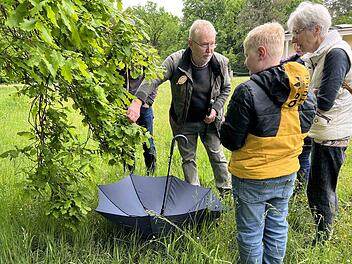 Exkursion im Bamberger Hain - den Schmetterlingen auf der Spur