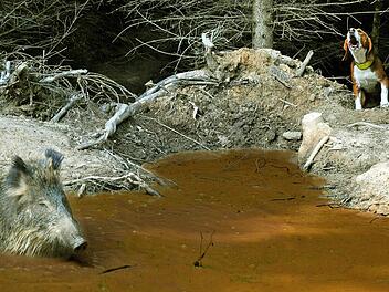 Im Gatter lernt der Hund, ein Wildschwein aufzuspüren und zu verbellen.   Foto: Schwarzwildgatter Blankenhain