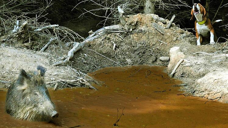 Im Gatter lernt der Hund, ein Wildschwein aufzuspüren und zu verbellen.   Foto: Schwarzwildgatter Blankenhain