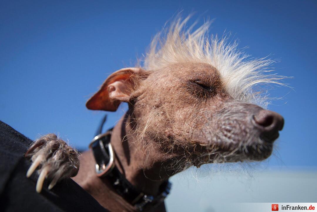 2016 World's Ugliest Dog Contest in California