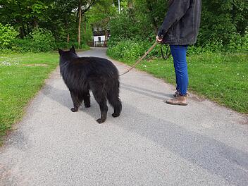 Hain Hund Gassi Leine Symbol