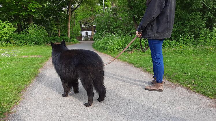 Hain Hund Gassi Leine Symbol
