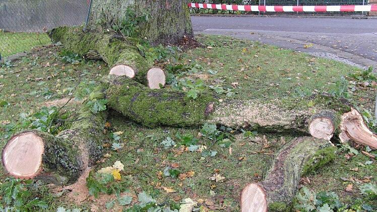 Auch die zersägten Baumstämme hat Udo Schwarzmann fotografiert.