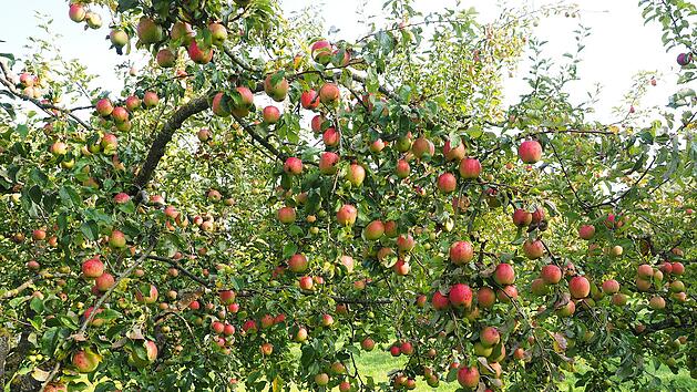 Apfelbaum schneiden: Tipps für Ihren Baumschnitt im Spätwinter