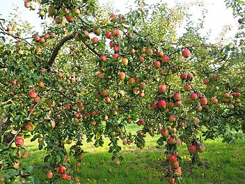 Apfelbaum schneiden: Tipps f&uuml;r Ihren Baumschnitt im Sp&auml;twinter