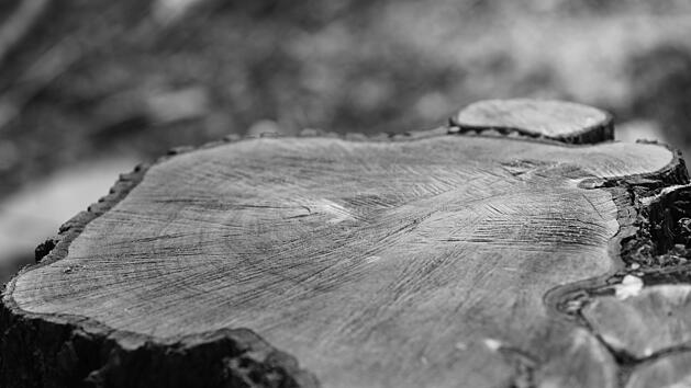 Baumstumpf, Waldarbeiten