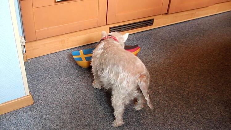 Erst ging die Tendenz in Richtung Schweden, dann entschied sich Sunny doch noch für den deutschen Napf. Foto: Jann Weckel