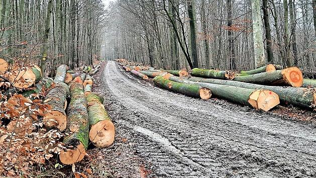 Grade dicke Buchen sind in j&uuml;ngster Zeit herausgeschlagen worden. Naturschutzverb&auml;nde fordern einen sofortigen Einschlagstopp. Foto: Verein Nationalpark Nordsteigerwald