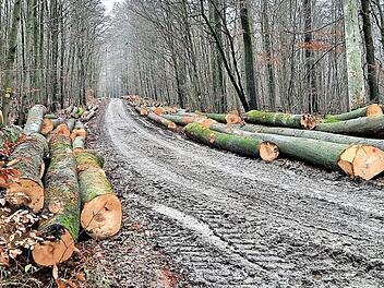 Grade dicke Buchen sind in jüngster Zeit herausgeschlagen worden. Naturschutzverbände fordern einen sofortigen Einschlagstopp. Foto: Verein Nationalpark Nordsteigerwald