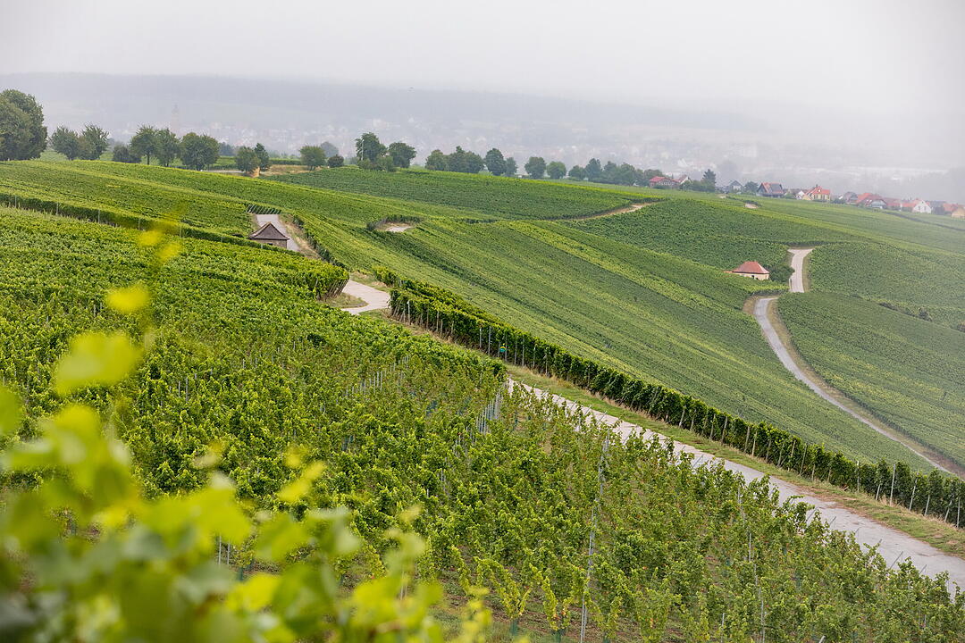 &Ouml;kowein-Pr&auml;sentation