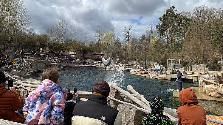 Die Delfinlagune im Tiergarten N&uuml;rnberg hat nach erfolgreicher