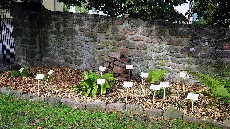 Schattig und feucht lieben es die meisten der Farnarten. Im Zeitlofser Kirchgarten mit der alten Steinmauer finden sie gute Bedingungen zu wachsen. Foto: Julia Raab
