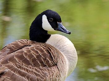 Vogelgrippe-Virus: Fall in Bad Staffelstein bestätigt