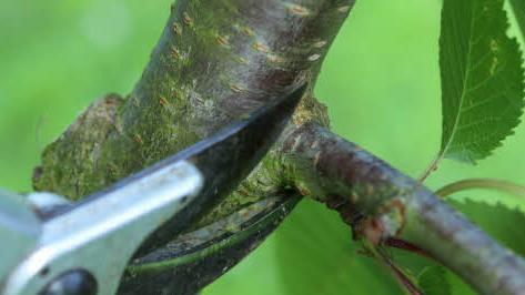 Überflüssige Äste am jungen Kirschbaum werden gekappt. Abgeschnitten wird immer sauber am Astring. Foto: Barbara Herbst