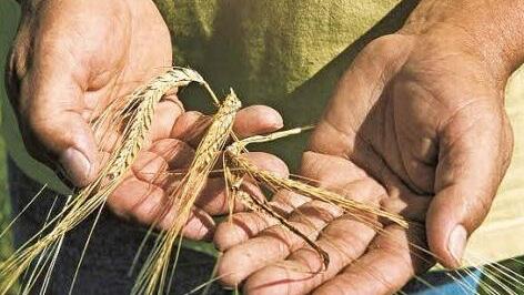 Die Preise für Braugerste lassen zu wünsche übrig. Foto: Archiv