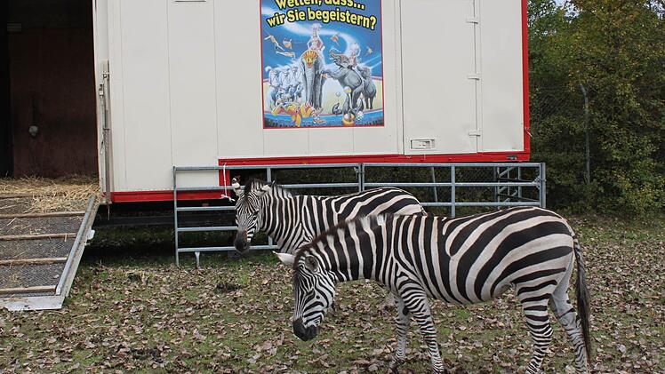 Auch Zebras sind mitgereist. Foto: Mäuser.