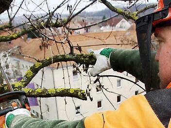 Vom Korb der Hebebühne aus sägt Matthias Hofmann in etwa 15 Metern Höhe bruchgefährdete Äste ab, damit sie Passanten und Autofahrern nicht zum Verhängnis werden.  Fotos: Diana Fuchs
