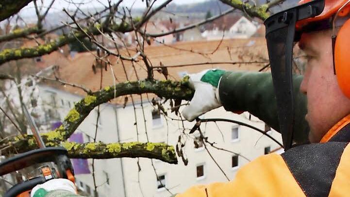 Vom Korb der Hebebühne aus sägt Matthias Hofmann in etwa 15 Metern Höhe bruchgefährdete Äste ab, damit sie Passanten und Autofahrern nicht zum Verhängnis werden.  Fotos: Diana Fuchs