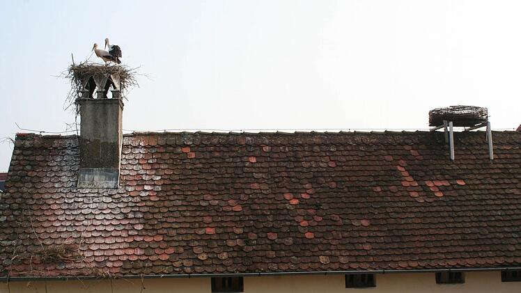 Das neue Nest (rechts daneben) nahmen Heiner und Heidi nicht an.  Foto: Evi Seeger
