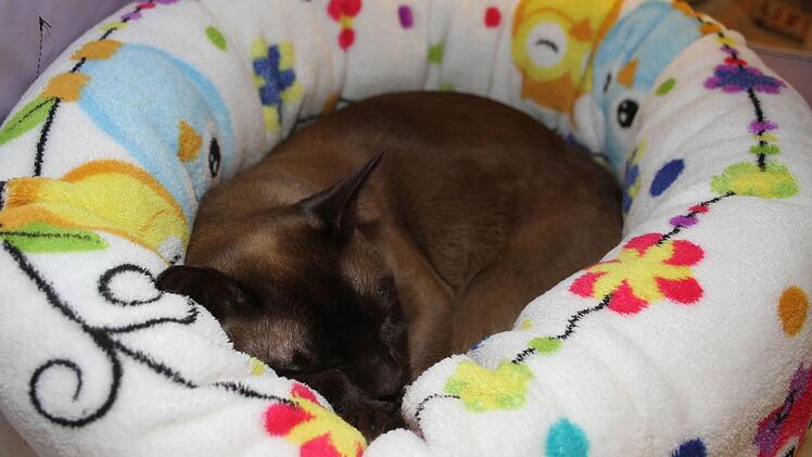 Manche Rassekatze verschlief die Ausstellung einfach - wie diese Burma in Chocolat-Farben.