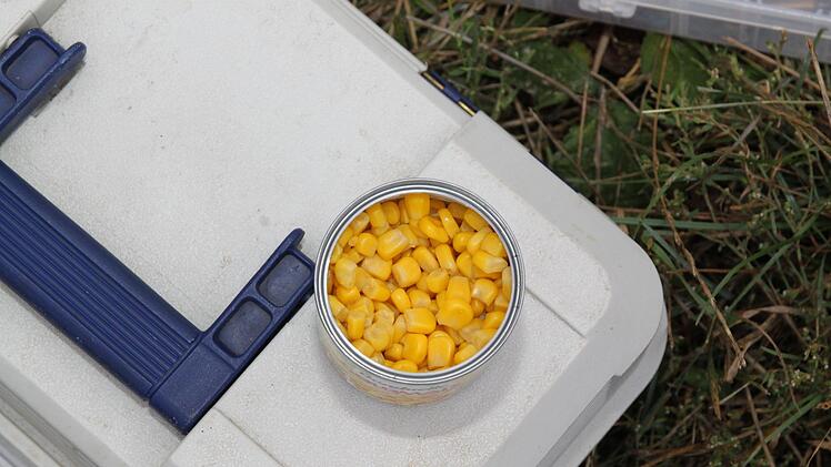 Mais als K&ouml;der f&uuml;r die Fische.Foto: Stefanie Gleixner