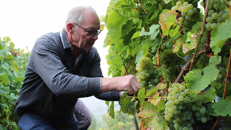 Winzer Raimund Schäfer bei der Weinlese in seinem Weinberg bei Ziegelanger. Foto: Lisa Kieslinger