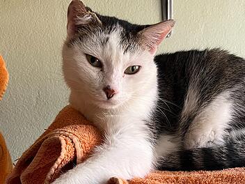 Tierheim Bamberg: "Charly freut sich auf neue Kopfkraulmaschinen" Tierheim Bamberg: "Charly freut sich auf neue Kopfkraulmaschinen"