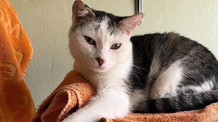 Tierheim Bamberg: "Charly freut sich auf neue Kopfkraulmaschinen"