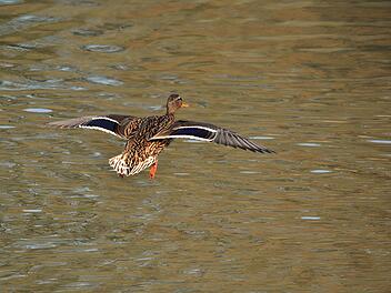 Bayreuth: Gefl&uuml;gelpest bei toter Wildente nachgewiesen