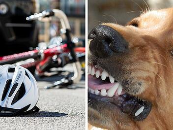 Rosenheim: Hund bei&szlig;t zwei Ersthelfer nach Fahrradunfall - einer davon schwer verletzt