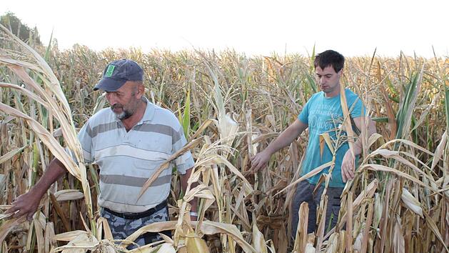 Dominik Keller (rechts) und sein Vater Josef gehen durch die Reihen auf ihrem Maisfeld bei Gerolzhofen. Sie sind auf der Suche nach m&ouml;glichen weiteren Schrauben, die ein unbekannter T&auml;ter an Maispflanzen gebunden hat. Foto: Klaus Vogt