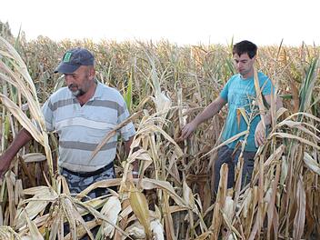 Dominik Keller (rechts) und sein Vater Josef gehen durch die Reihen auf ihrem Maisfeld bei Gerolzhofen. Sie sind auf der Suche nach möglichen weiteren Schrauben, die ein unbekannter Täter an Maispflanzen gebunden hat. Foto: Klaus Vogt