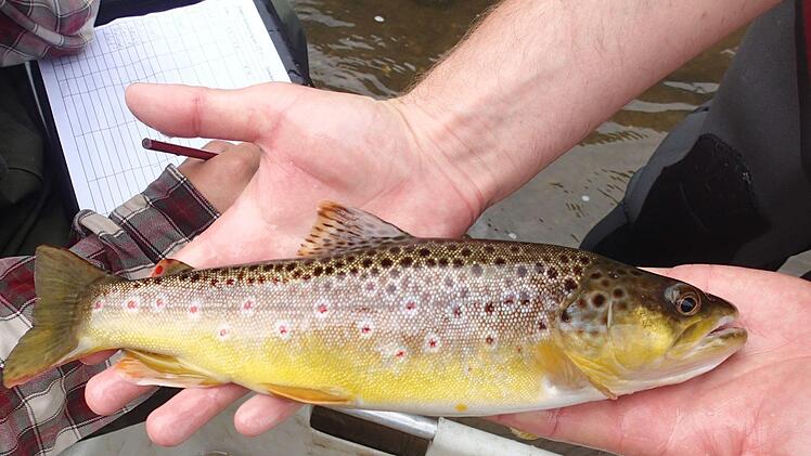Eine BachforelleBezirk Oberfranken