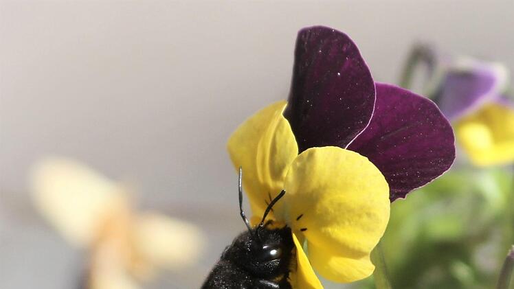 Schwarze Holzbiene beim Nektarsaugen an einer Blüte des Hornveilchens. Foto: Jupp Schröder
