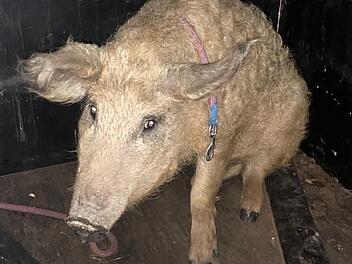 Wollschwein bei Bamberg gefunden: Polizei sucht nach Besitzer von "Carlos"