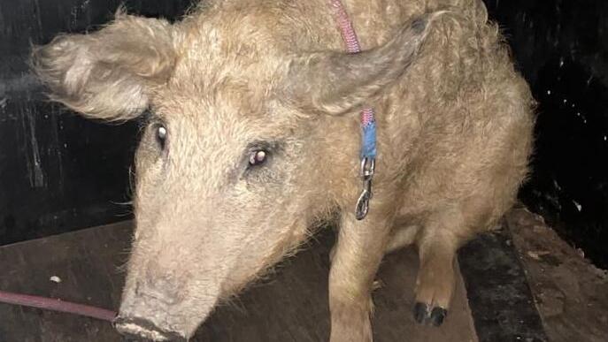 Wollschwein bei Bamberg gefunden: Polizei sucht nach Besitzer von "Carlos"