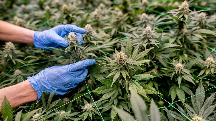 Cannabis Social Club Ganderkesee