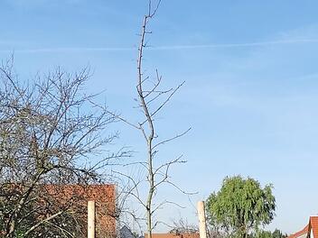 Am Holzacker wurde ein seltener Speierling gepflanzt.