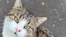 Kater Crash