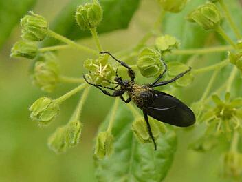Nahaufnahme einer Märzfliege an einer Baumblüte. Foto: Ronald Rinklef
