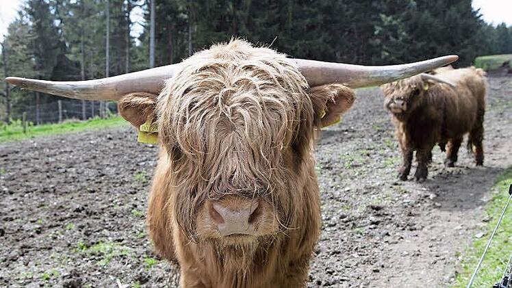 Die Weiderinder fühlen sich im Frankenwald wohl. Foto: Matthias Hoch
