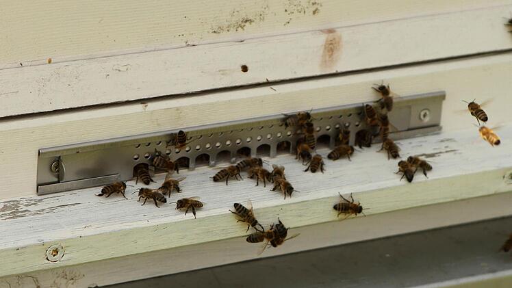 In den Bienenstöcken herrschte reges Treiben. Foto: Günther Geiling