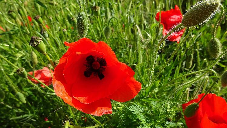Ein Symbol für den Ersten Weltkrieg: Auf Flanderns Feldern blüht der Mohn